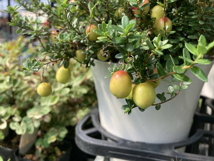 実のなったベリーの鉢植え